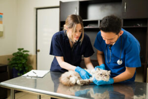 What To Expect During A General Veterinary Visit