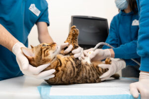 General Veterinarians Vs. Specialists: Who Does What?
