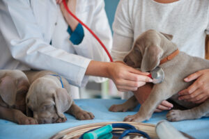 4 Specialized Services Available At Modern Veterinary Hospitals