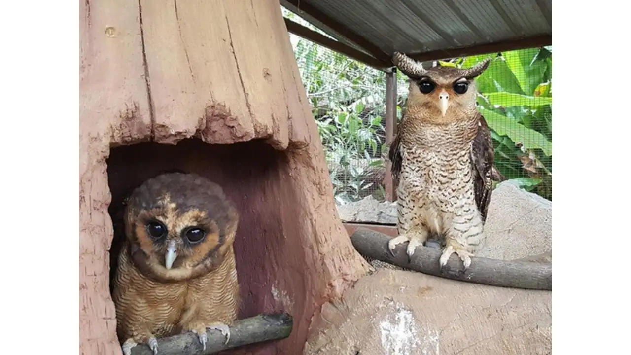 Farm in the City Tickets